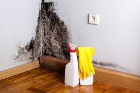 Trusted Richboro, PA Mold Inspection Experts